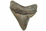 Serrated, Fossil Megalodon Tooth - South Carolina #320561-1